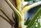 The beautiful stem of a highly variegated Monstera Deliciosa Albo plant