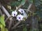 Beautiful stem of white purple colored orchid flowers isolated on green leaves background.