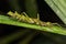 Beautiful Stick Insect of Borneo