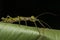 Beautiful Stick Insect of Borneo