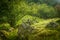 A beautiful, still green autumn forest on the mountain slope in Norway, Folgefonna National Park.