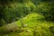 A beautiful, still green autumn forest on the mountain slope in Norway, Folgefonna National Park.