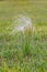 Beautiful stipa field in the wind