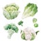 Beautiful stock clip art illustration with hand drawn watercolor tasty broccoli cauliflower cabbage Brussels sprouts