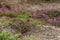 Beautiful Stonechat bird saxicola torquata perched near coast