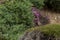 Beautiful Stonechat bird saxicola torquata perched near coast