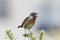 Beautiful stonechat during spring
