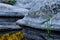 Beautiful stones and plants at bottom of granite Aktovo canyon