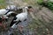 Beautiful stork in the summer.