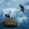 Beautiful storks against beautiful background