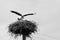 Beautiful storks on nest, black and white photo