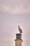 Beautiful storks on a spring sunset