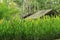 Beautiful story cottage with green shutters and a steep roof