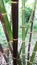 Beautiful straight black bamboo from the natural garden that I have planted myself