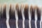 Beautiful straight row soft zebra neck fur, animal hair in fine style