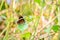 Beautiful Straight Treebrown butterfly perching on the leaves