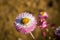 Beautiful Straw flowers facing sunshine