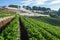 Beautiful strawberry farm and thai farmer house on hill.