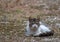 A beautiful stray cat lying on cool ground while watching everyone relaxed.