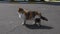 A beautiful stray cat stands and looks into the distance.