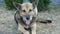 Beautiful stray dog like a shepherd dog in the countryside on a summer day