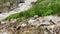 A beautiful stream flowing into a stormy mountain stream. Drinking water pours over stones.