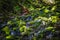 Beautiful stream in rainforest in Sol Duc Valley, Washington