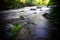 Beautiful  streaming river and fern growing in riverbank scene