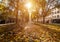 Beautiful street in the autumn in Dresden, Saxony, Germany