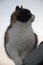 Beautiful street tricolor cat on the roof looks into the distance