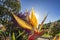 Beautiful strelitzia in the garden