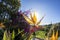 Beautiful strelitzia in the garden