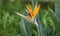 Beautiful Strelitzia in South African Garden