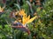 Beautiful strelizia, strelitzia flower