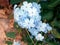 Beautiful and striking blue flowers in the garden