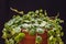 Beautiful string of turtles` plant peperomia prostrata on a dark background