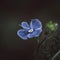 Beautiful striped blue flower germander speedwell, veronica chamaedrys, base vervain, birds-eye on dark green background. Close-up