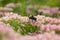 Beautiful striped bumblebee and bees.