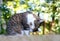 Beautiful striped cat licking her paw and washing her face, sitting on the grass in summer