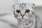 beautiful striped cat, Scottish Fold, gray cat