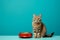 Beautiful striped cat sitting by a bowl of dry kibble pet food by a blue wall