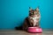 Beautiful striped cat sitting by a bowl of dry kibble pet food by a blue wall