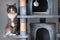 Beautiful striped cat sitting on grey cat tree, tower or condo with scratching boards.