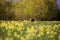 Beautiful striped cat walks on a spring blooming meadow raising your tail on a Sunny day