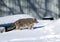 beautiful striped cat walks in the yard of the house on pure