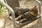 beautiful striped cat whiskas color lies in wicker chair in sunny garden