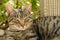 beautiful striped cat whiskas color lies in wicker chair in sunny garden, basks sun, concept cat\\\'s house, love for animals,