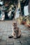 Beautiful striped fluffy cat with green eyes sits on the porch near the house