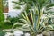 Beautiful striped leaves American agave Marginata Agave americana or sentry plant on Trachycarpus palm background