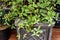 Beautiful striped leaves of peperomia, a foliage plant.